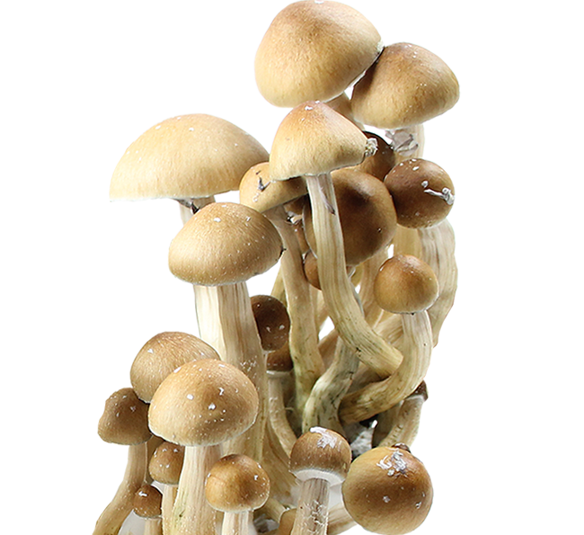 Psilocybe Cubensis Mexican Hualta Spores Print